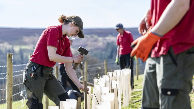 A volunteer using a mallet to knock in a stake to support newly planted hedgerow.